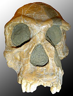Kranierester fra Homo habilis.
