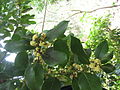 Laurus azorica - Blüten