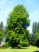 Grand séquoia au parc municipal.