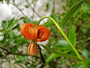 En bloosenplaant (Lilium carniolicum)