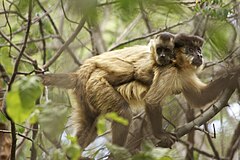 Description de l'image Macaco-prego Sapajus libidinosus 2012 28146.jpg.
