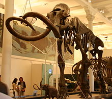 Esqueleto de un museo, con colmillos curvados entrecruzándose en las puntas