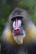 Mandrill