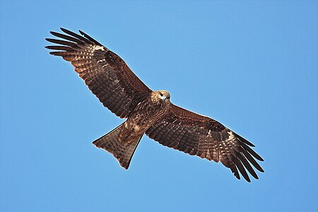 Black kite, by Benjamint