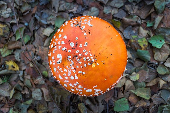 Amanita muscaria