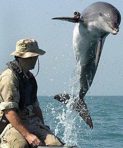 Дельфин афалина (Tursiops truncatus) с радиомаяком на тренировке по обнаружению подводных мин по программе NMMP