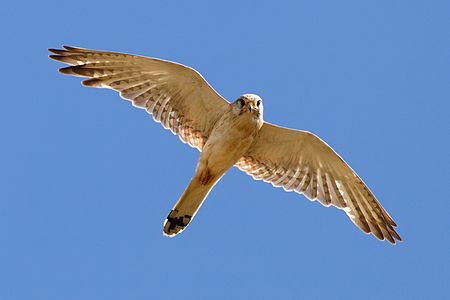 Nankeen kestrel, by Fir0002