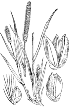 Rumeni múhvič. (Pánicum glaucum.) [sic!] Illustration #317 in: Martin Cilenšek: Naše škodljive rastline, Celovec (1892)