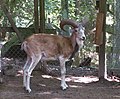 Provincial animal of Punjab (Pakistan)