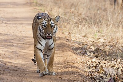 Tadoba Andhari Tiger Reserve