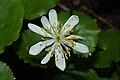 Caltha leptosepala