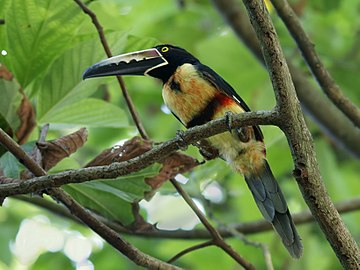 Refugio Nacional de Vida Silvestre Curú Se estableció con el propósito de conservar uno de los últimos segmentos de bosque con fauna que existen al extremo sureste de la península de Nicoya.