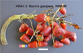 Pupunha (Bactris gasipaes) 10.jpg