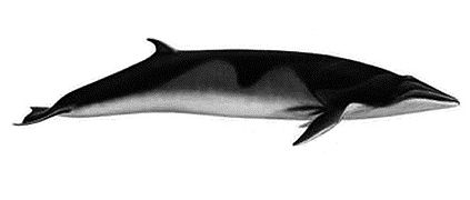 Balaenoptera bonaerensis