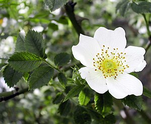 agra rozo (Rosa arvensis)