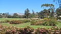 A.C. Postel Memorial Rose Garden at Mission Park, Santa Barbara, California, USA