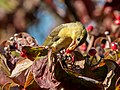 Image 77Scarlet tanager eating a berry in Green-Wood Cemetery