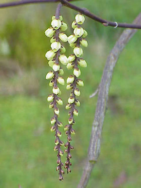 Stachyurus chinensis