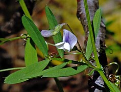 Vicia magellanica.jpg