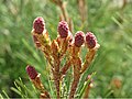 Young female cones, France