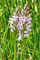 Dwingelderveld (orchis)