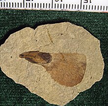 Fosílie – semeno jedle s křídlem na kamenné destičce