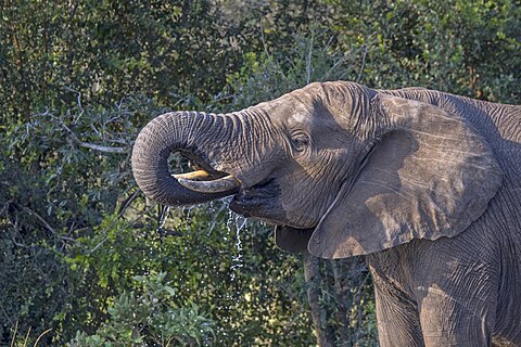 African bush elephant (Loxodonta africana) drinking