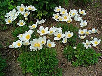 Anemone sylvestris