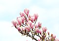 Magnolienhain in Aschaffenburg im Frühjahr 2020