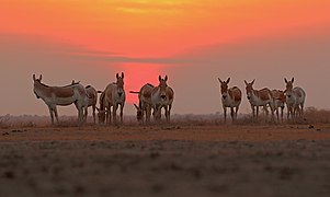 Onagres d'Inde au Sanctuaire de vie sauvage du Petit Rann de Kutch.