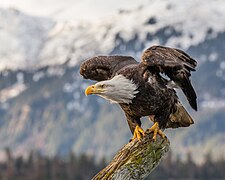 Baltagalvis jūrinis erelis (Haliaeetus leucocephalus)