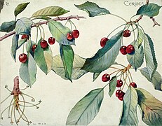 Étude de cerises.