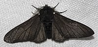 Varietat negra de la mateixa papallona