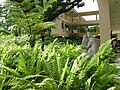 Botany Centre Blocks, com vista para uma Calophyllum inophyllum