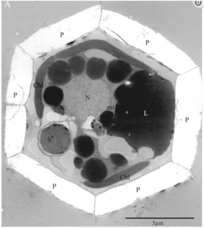 TEM-Aufnahme der Coccolith-Form von B. bigelowii, Exemplar aus dem Hafen von Tomari[32] (Präfektur Tottori, Japan) zeigt Zellkern (N), Chloroplasten (Chl), Lipid­kügelchen (L), Pentalithen (P), Mitochondrien (mt) und Sphäroid­körper alias Nitroplast (S) des stick­stof­ffixierenden Bakteriums.