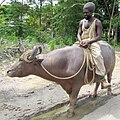 Een in Trinidad gefokte waterbuffel ('Buffalypso')