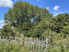 The overgrown Caer Castell Camp