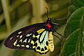 Птахокрил евфоріон (Ornithoptera euphorion) (G.R. Gray 1852)