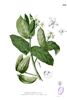 Calotropis gigantea Blanco2.258.png