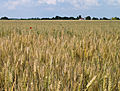 Champ de blé en Seine-et-Marne