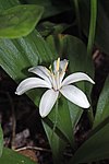 C. uniflora