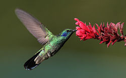 Colibri thalassinus