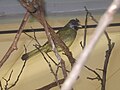 Collared Finchbill