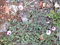 Convolvulus althaeoides