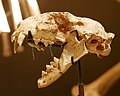 Fossil skull of Felis attica