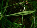 Galium aparine