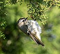 Image 18Golden-crowned kinglet