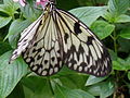 Paper Kite butterfly