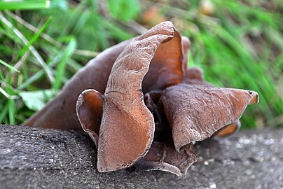 Judasoor (Auricularia auricula-judae)