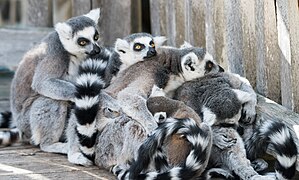 Katta Lemurs.jpg